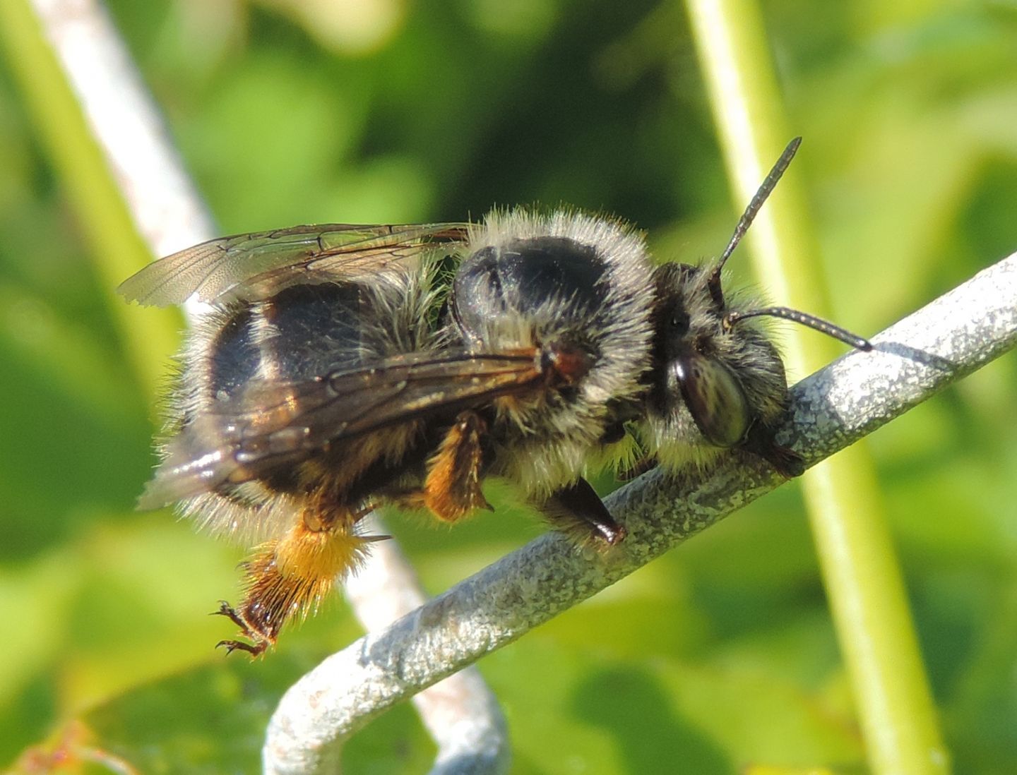 Anthophora plumipes di Pianosa, Apidae Anthophorinae