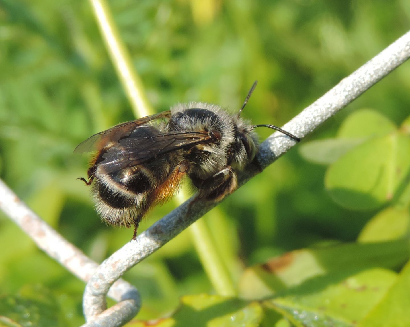 Anthophora plumipes di Pianosa, Apidae Anthophorinae