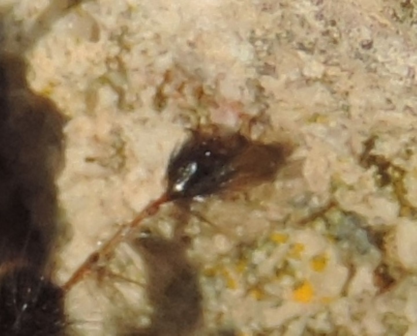 Anthophora plumipes di Pianosa, Apidae Anthophorinae