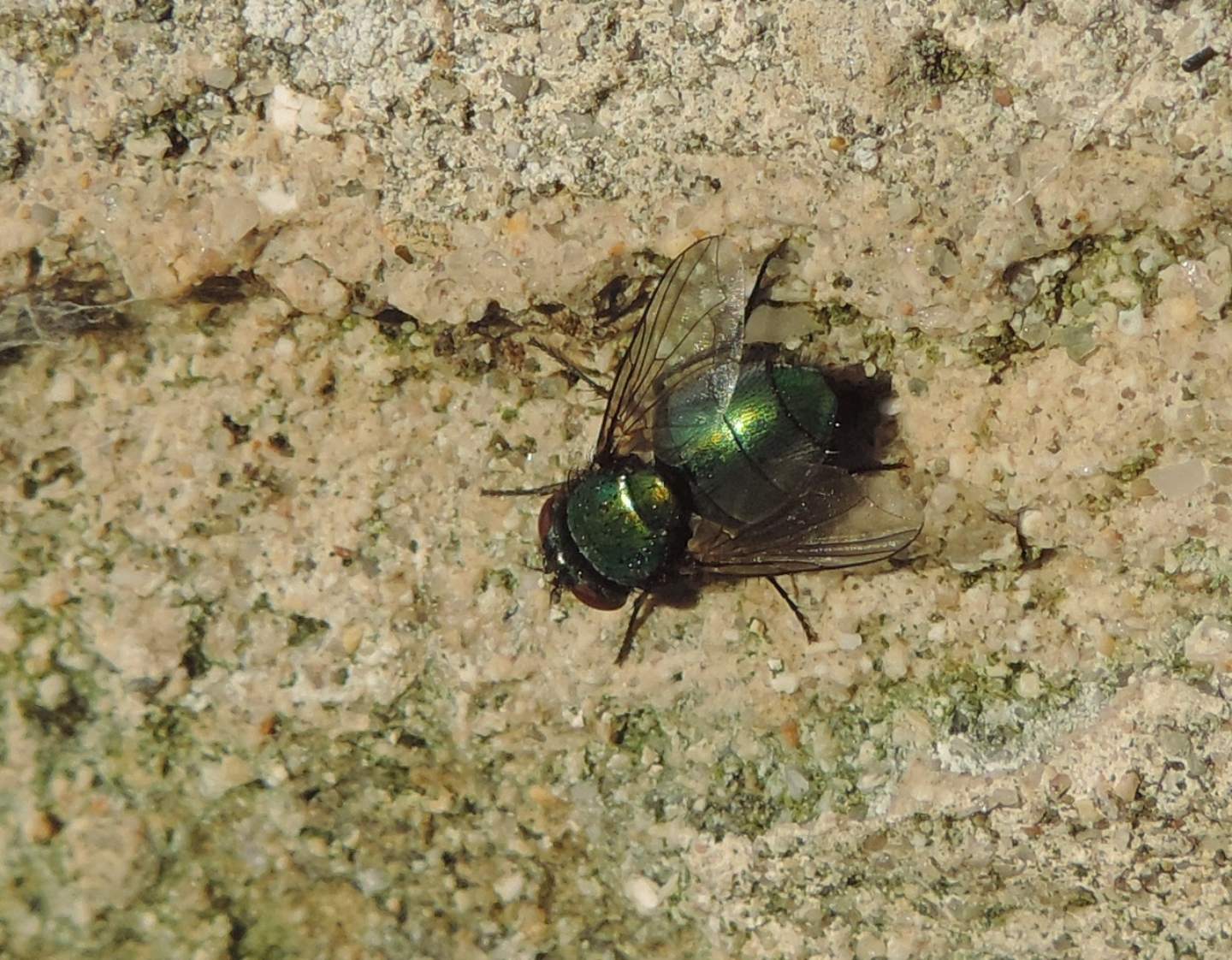 Lucilia? S, Lucilia sp. femmina