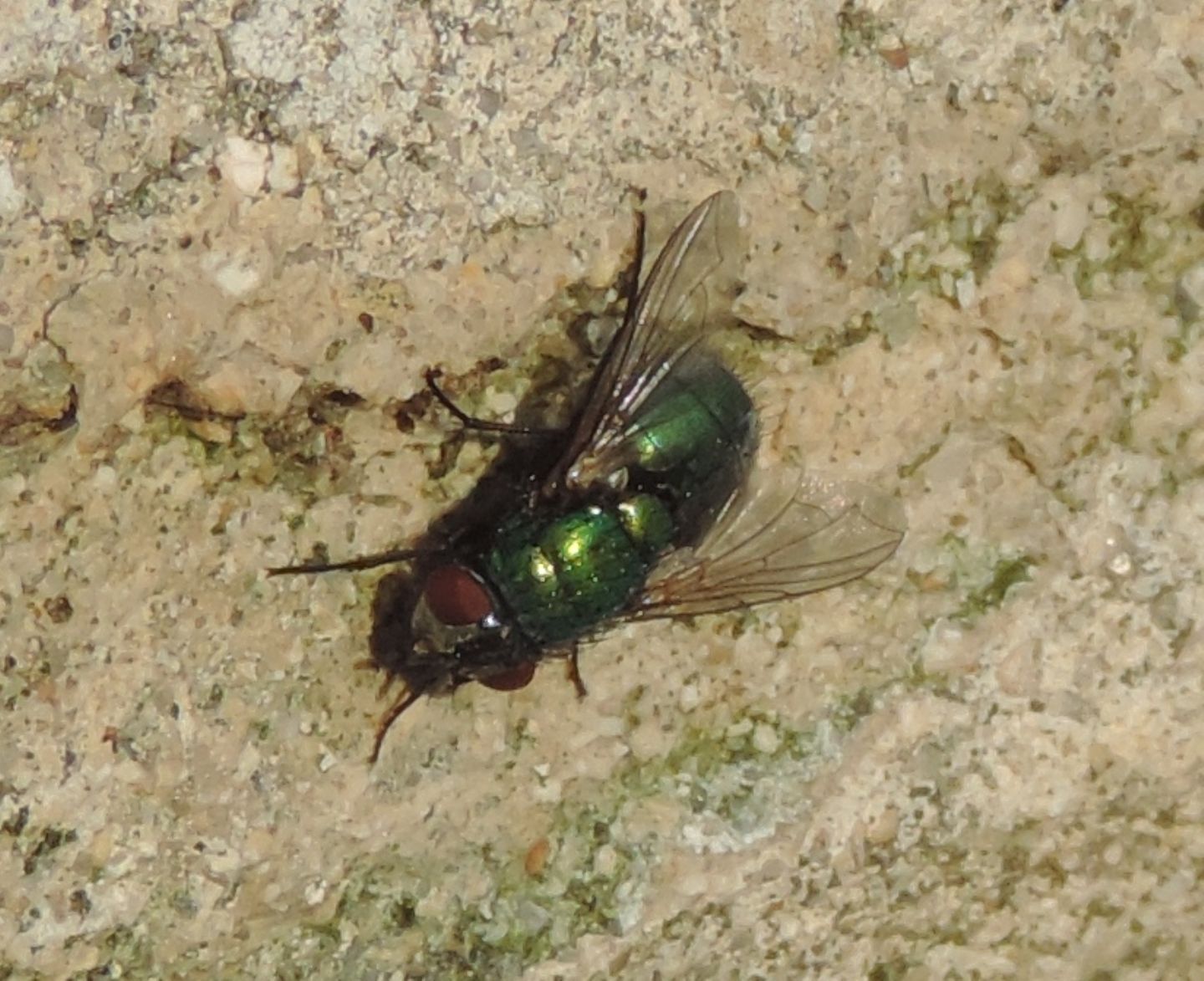 Lucilia? S, Lucilia sp. femmina