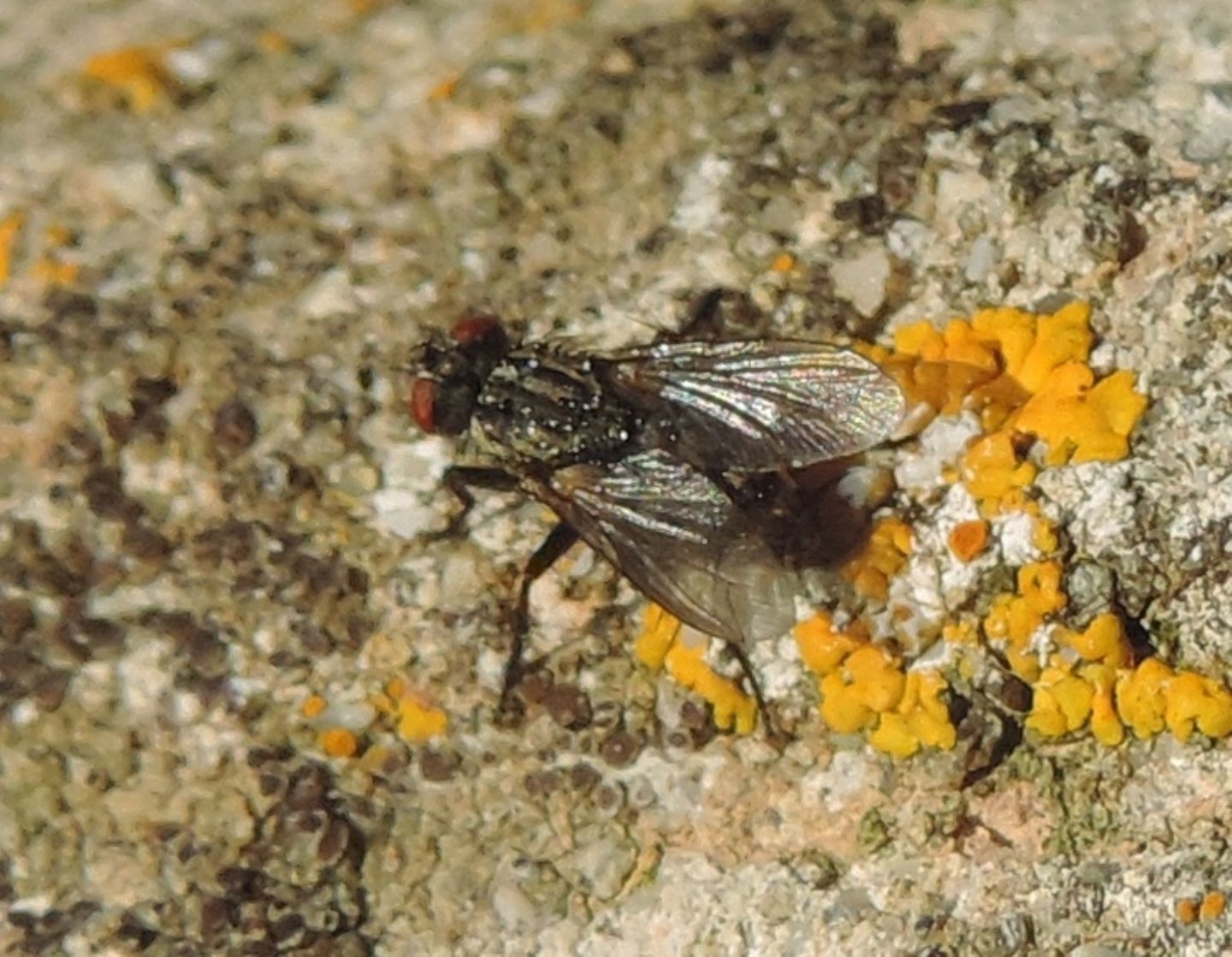 Muscidae? No. Sarcophaga sp.