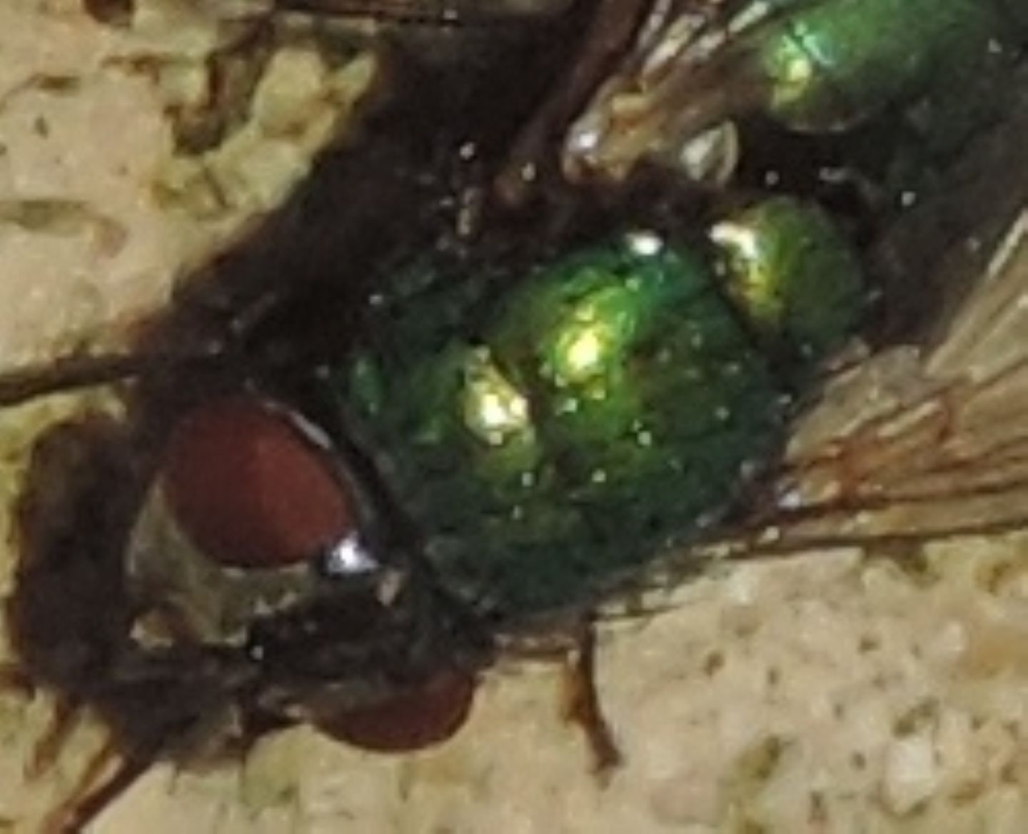 Lucilia? S, Lucilia sp. femmina