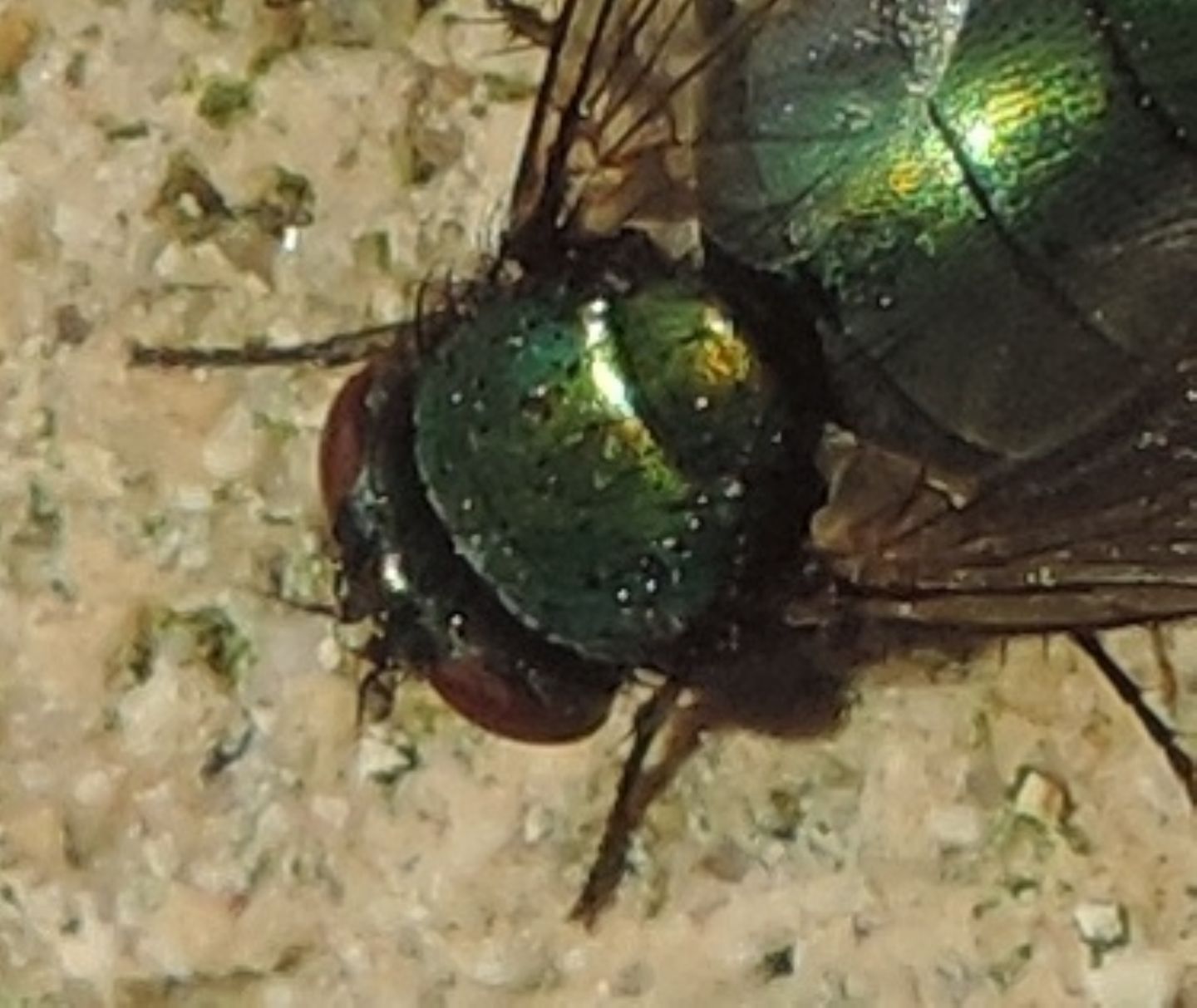 Lucilia? S, Lucilia sp. femmina