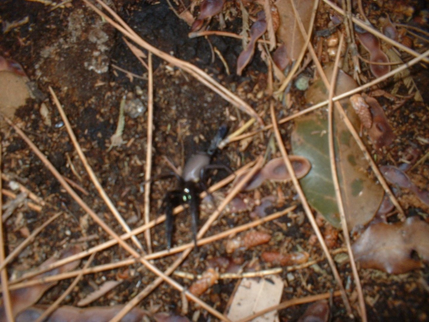 Segestria florentina predata da Pompilidae - Calvi (Corsica)