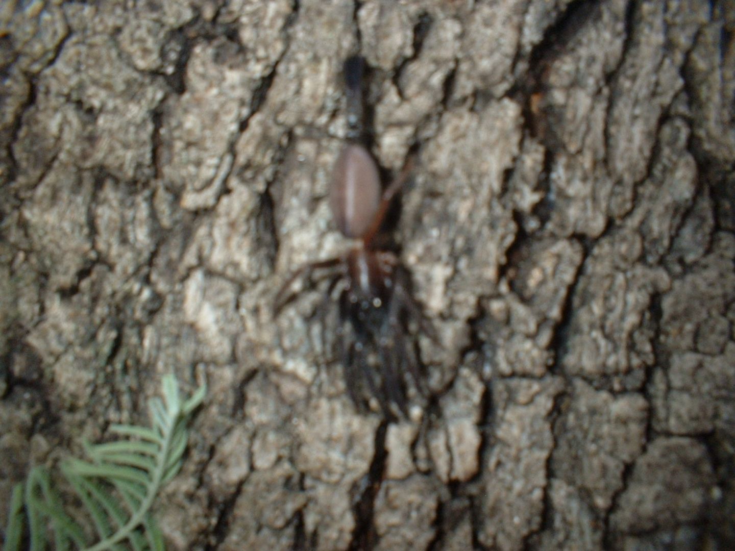 Segestria florentina predata da Pompilidae - Calvi (Corsica)