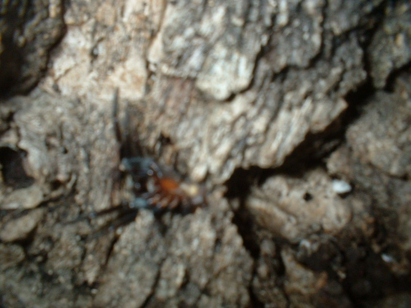 Segestria florentina predata da Pompilidae - Calvi (Corsica)