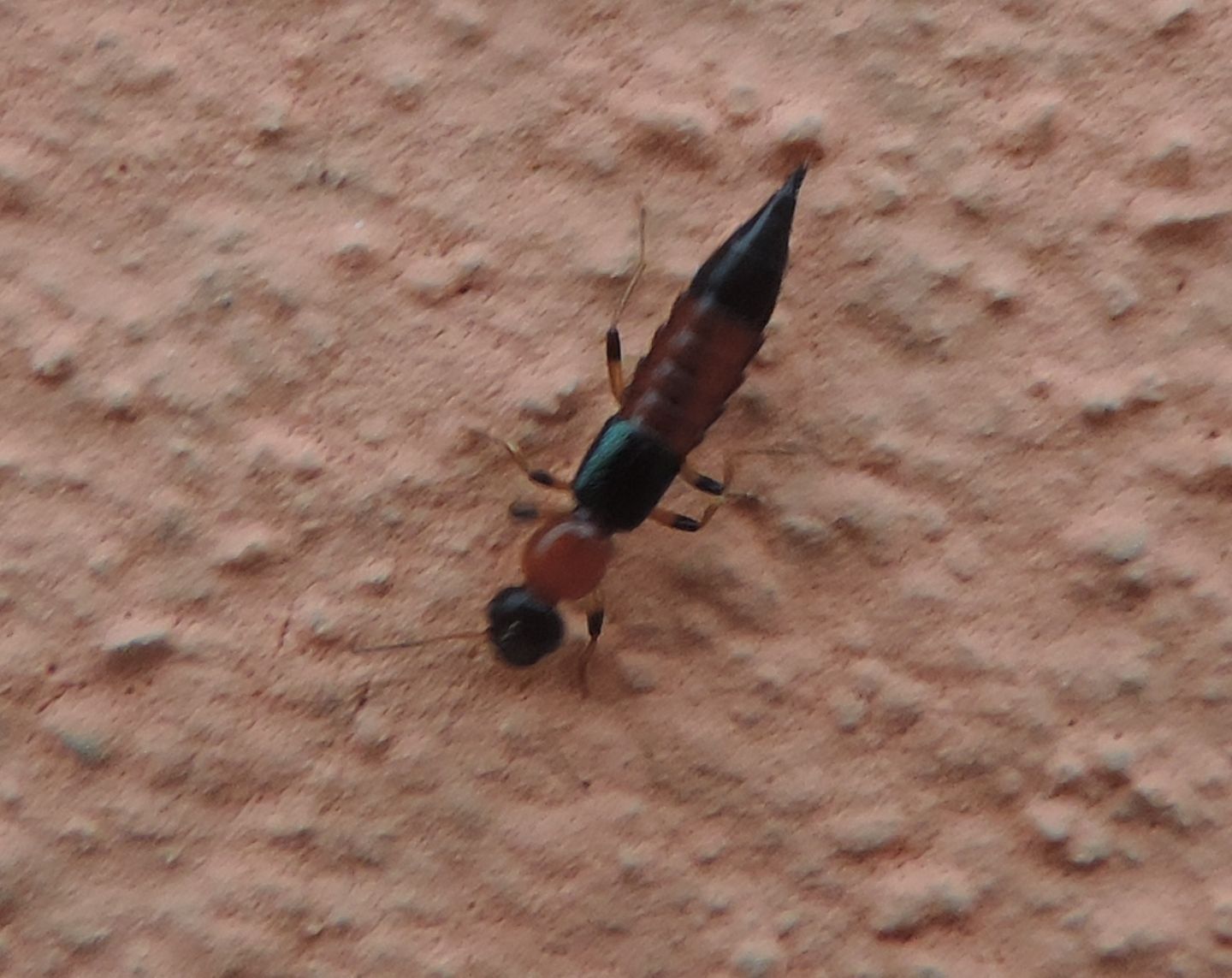 Paederus littoralis, Staphylinidae