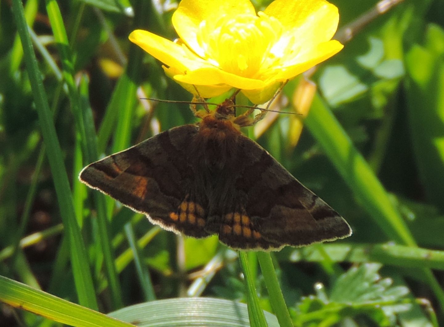 Geometridae? - No, Erebidae, Euclidia glyphica