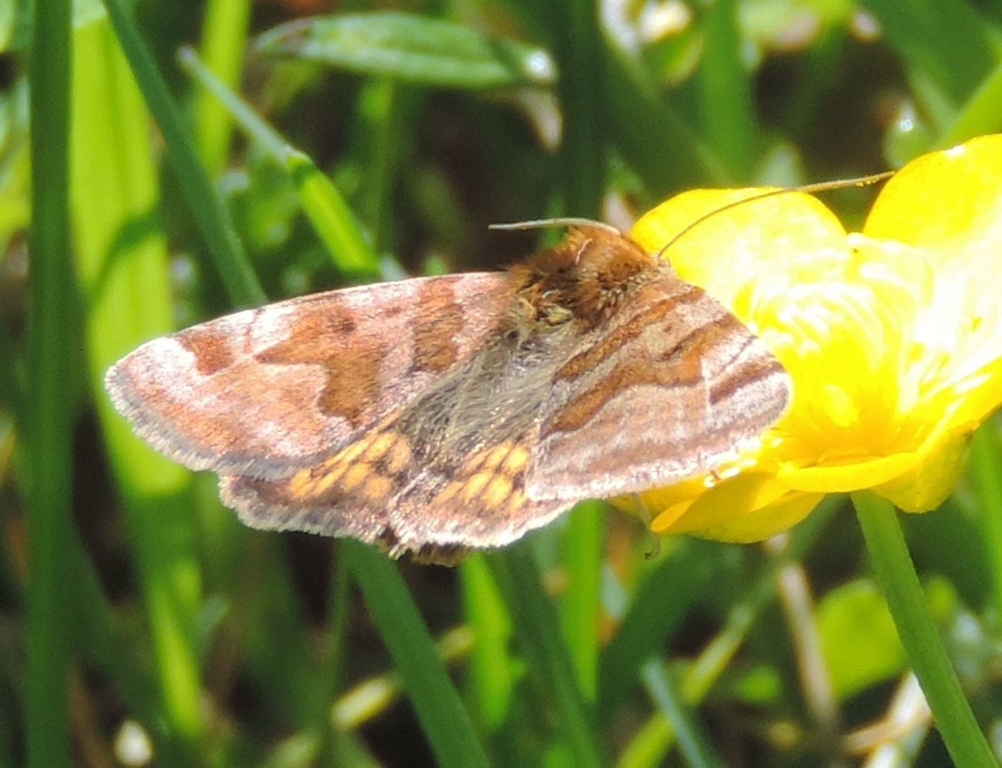 Geometridae? - No, Erebidae, Euclidia glyphica