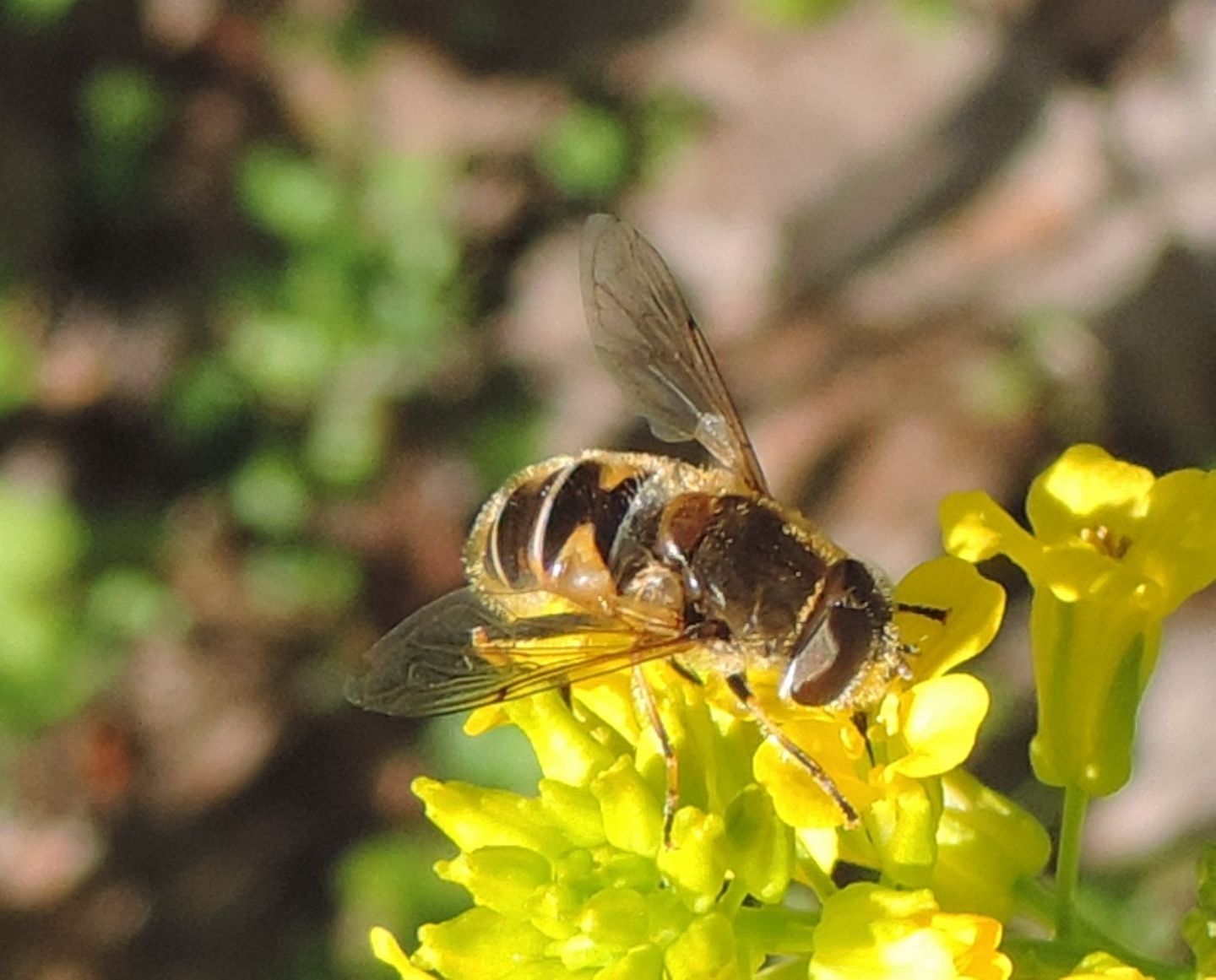 Eristalis 1?