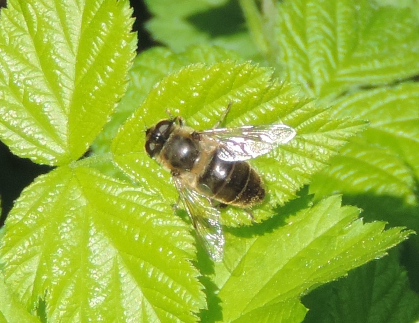 Eristalis cfr. tenax