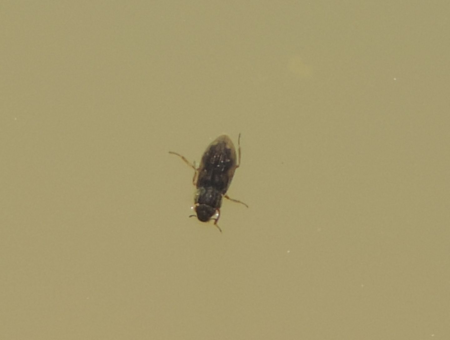 Helophorus?