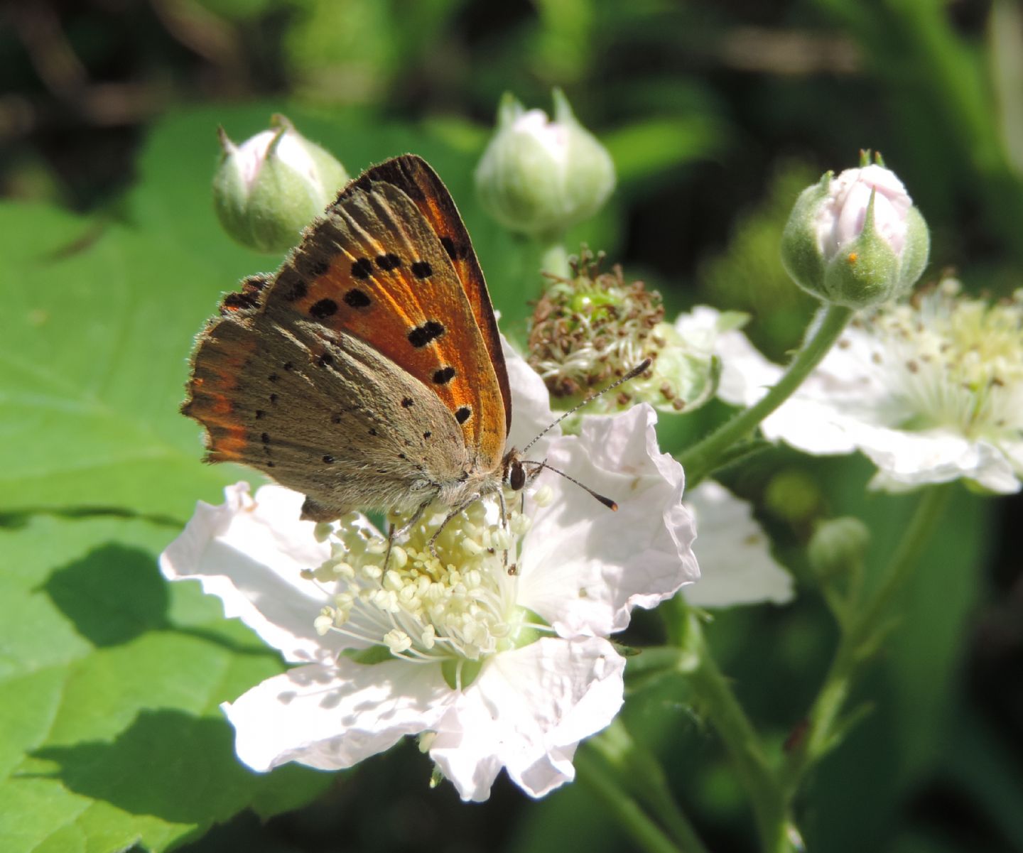 Quale Lycaena? Lycaena phlaeas