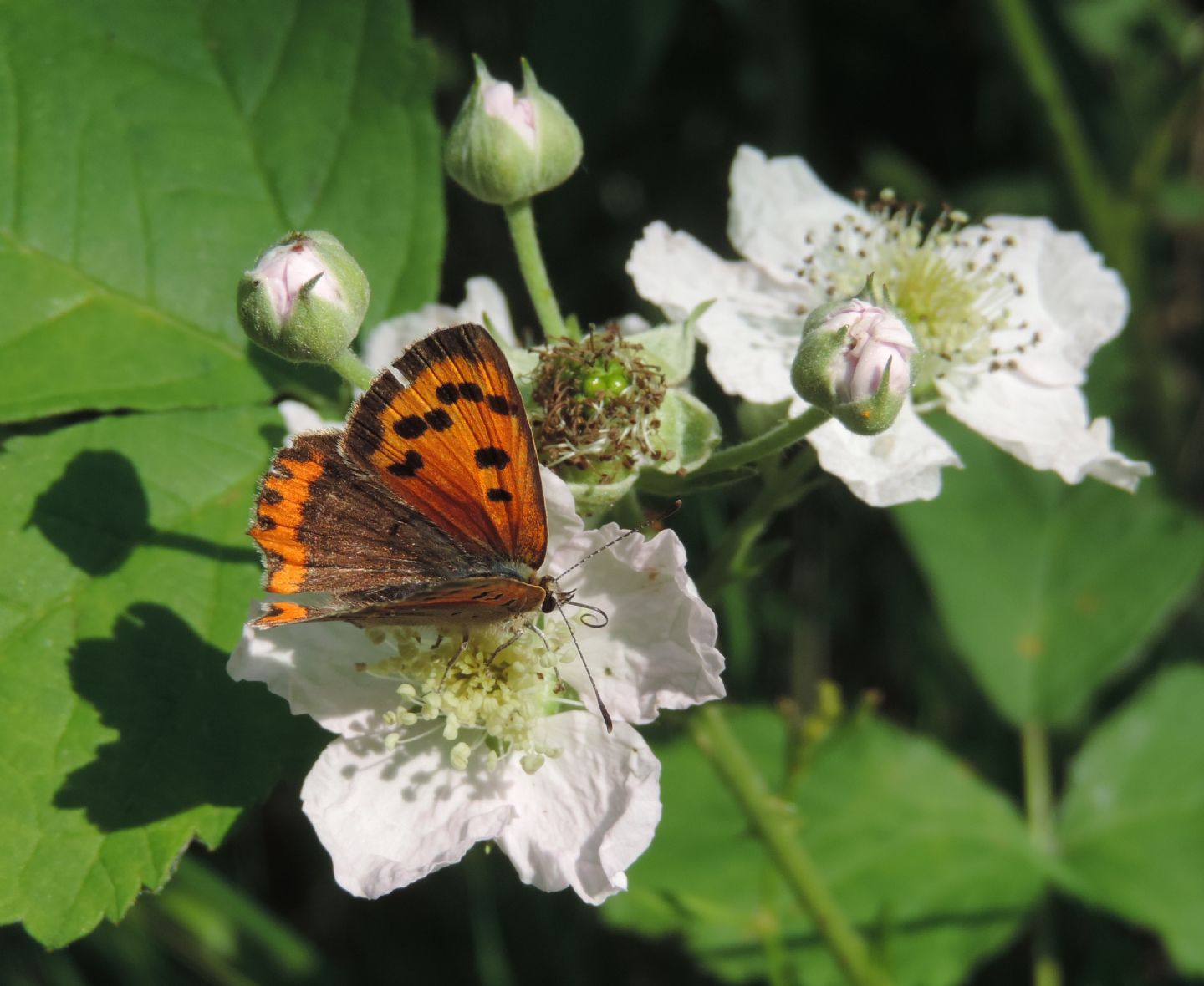 Quale Lycaena? Lycaena phlaeas