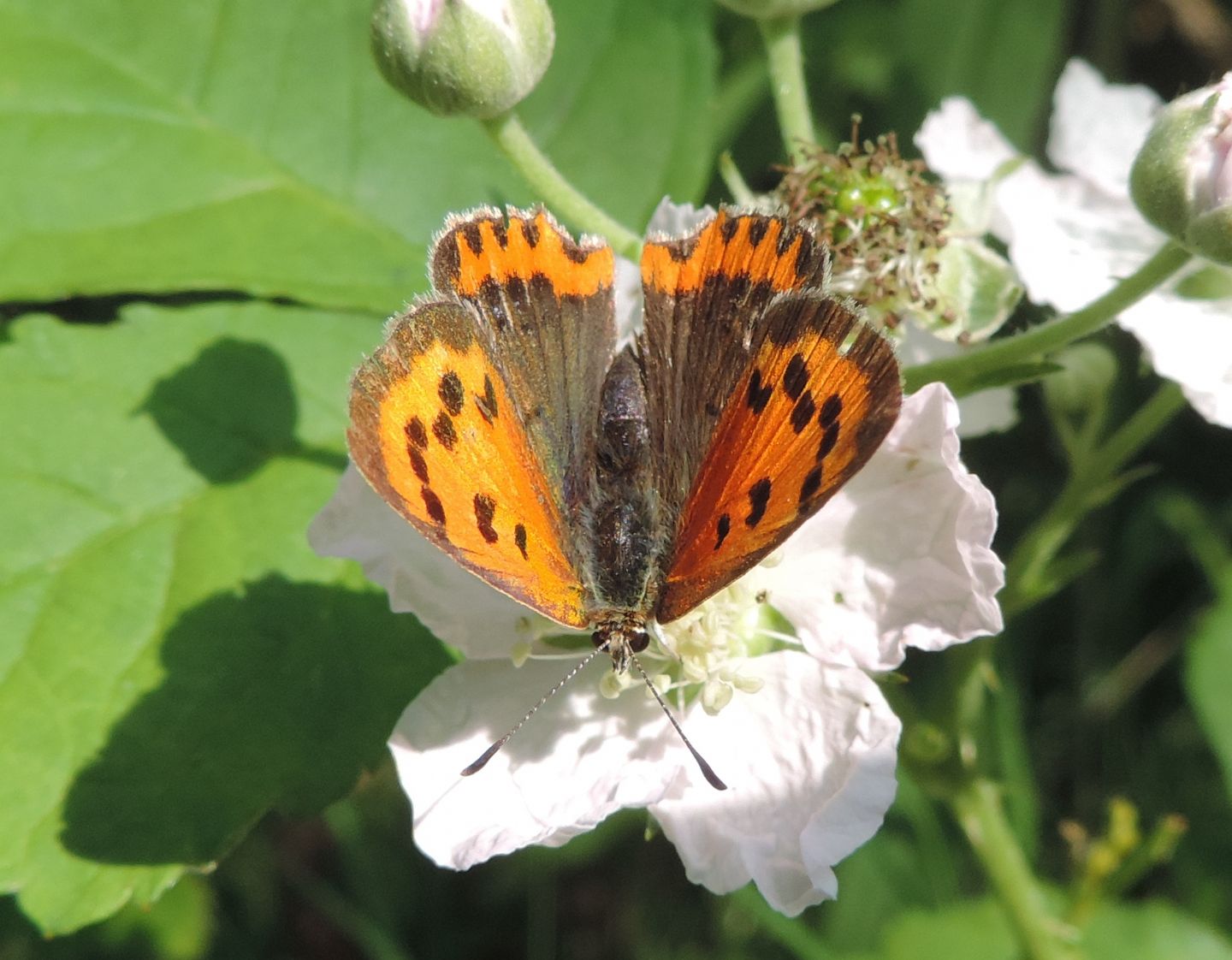 Quale Lycaena? Lycaena phlaeas