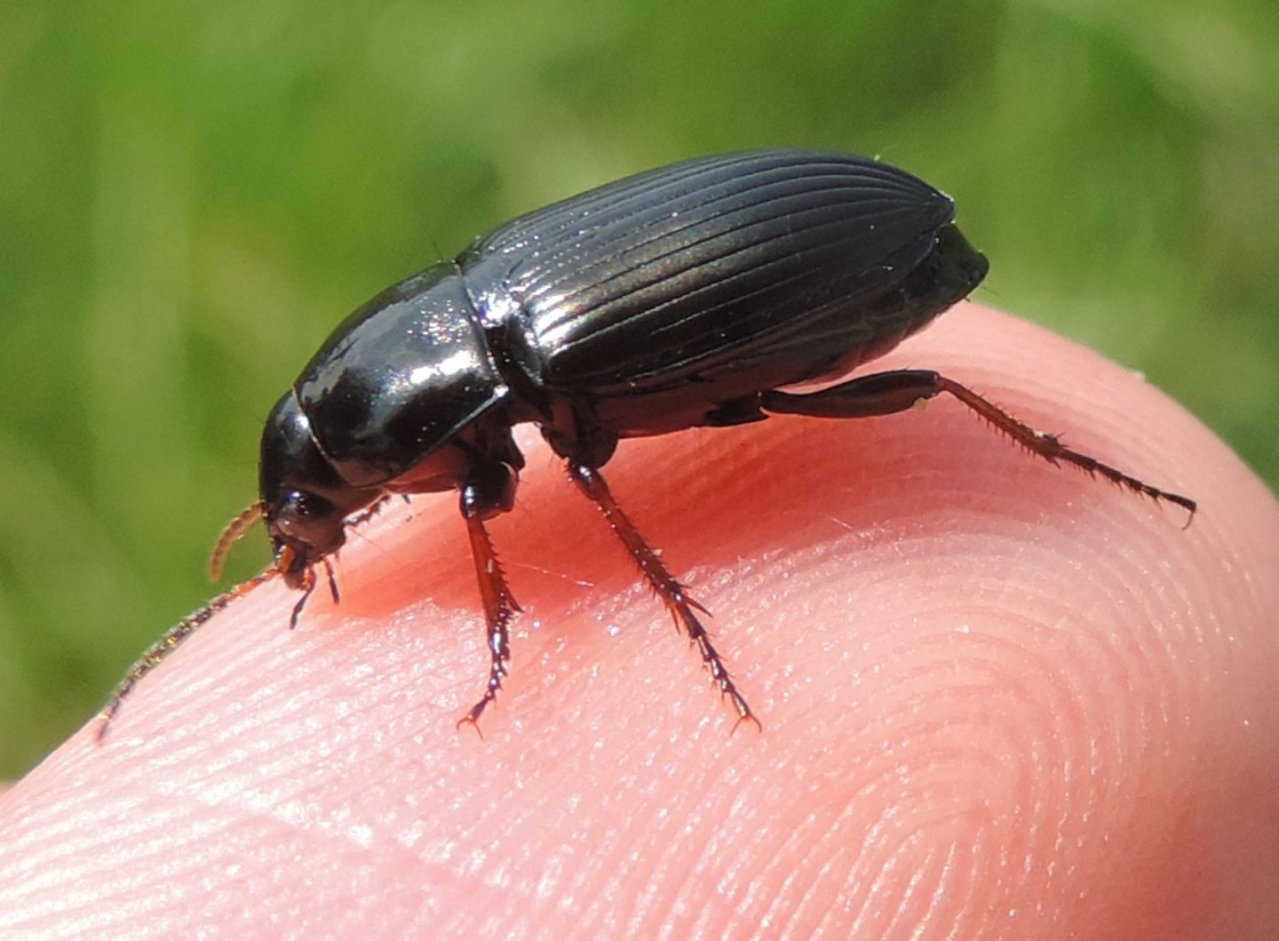 Carabidae da id.: Amara (Zezea) sp.