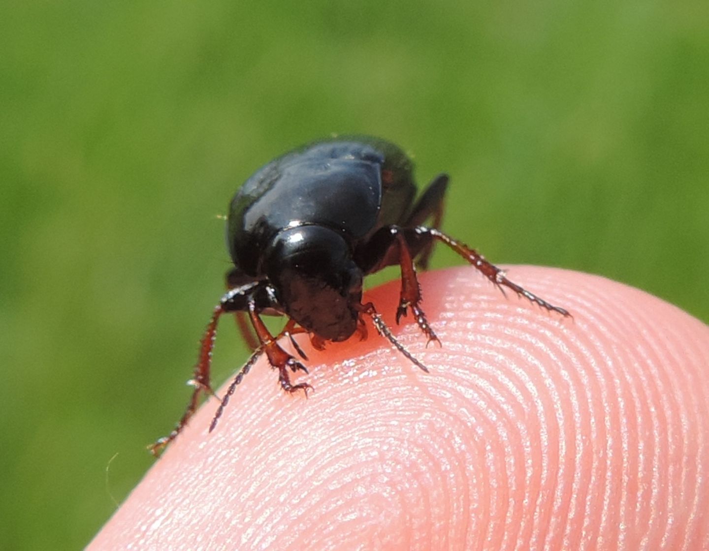 Carabidae da id.: Amara (Zezea) sp.