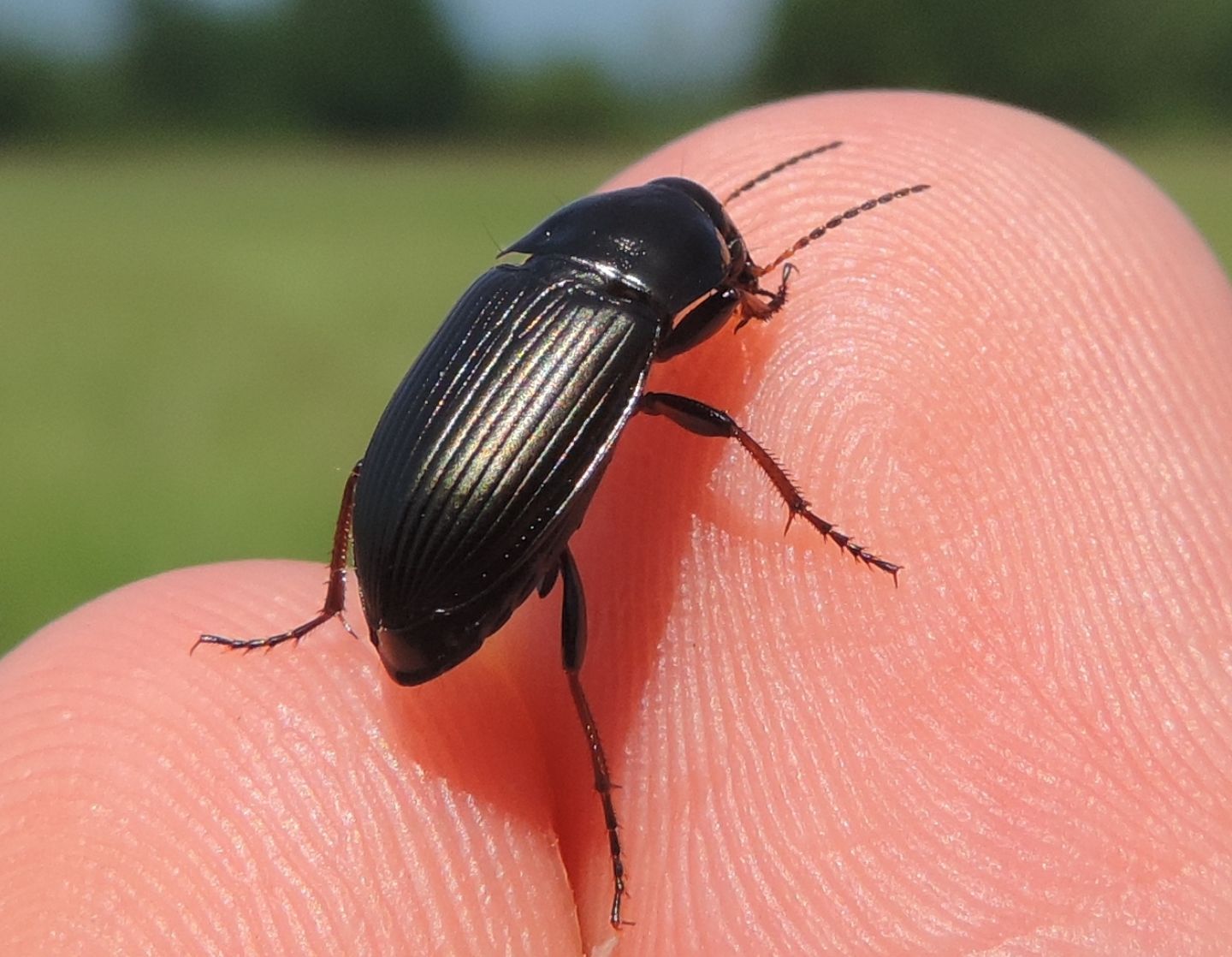 Carabidae da id.: Amara (Zezea) sp.