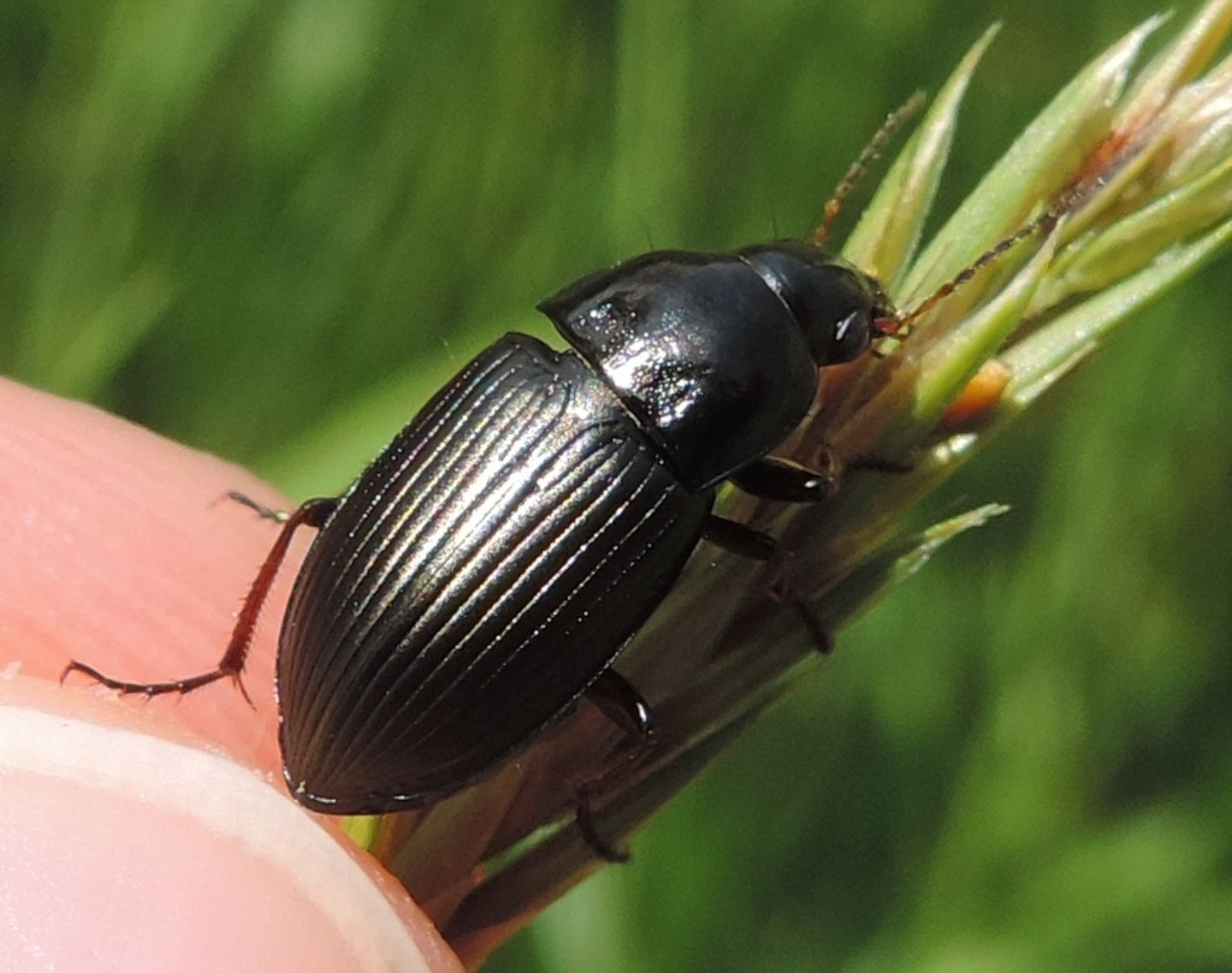 Carabidae da id.: Amara (Zezea) sp.