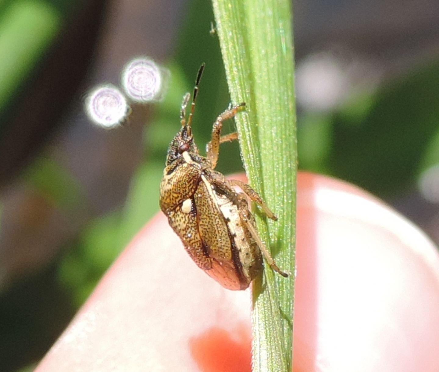 Pentatomidae: Eysarcoris aeneus di Torino