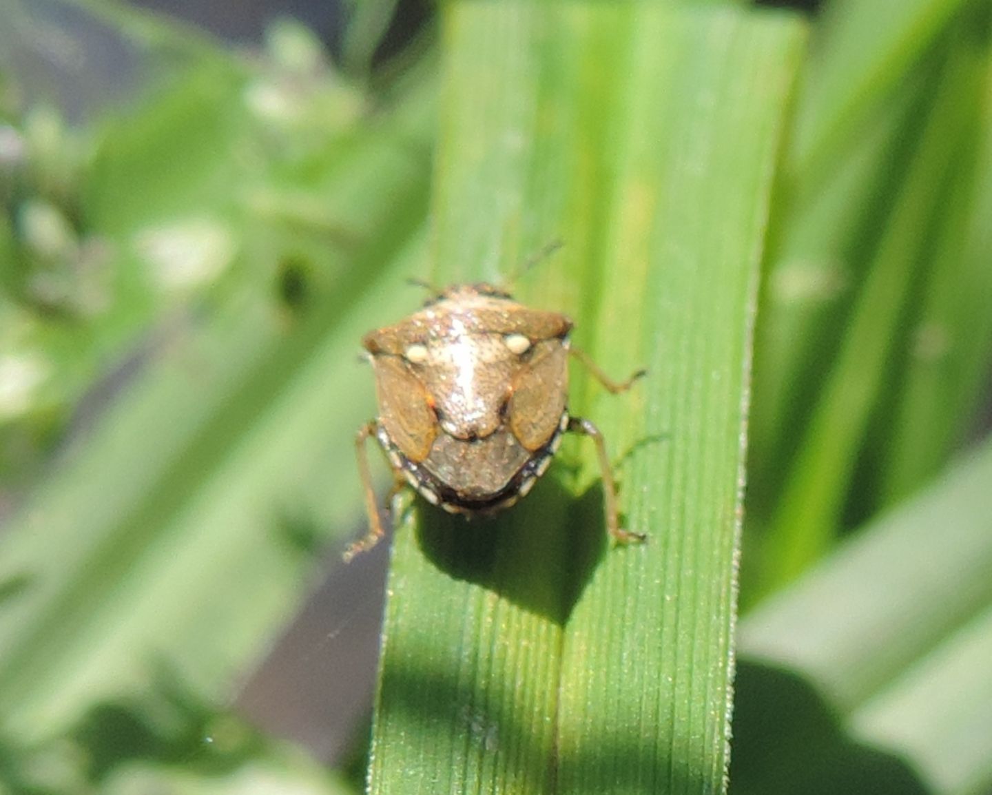 Pentatomidae: Eysarcoris aeneus di Torino