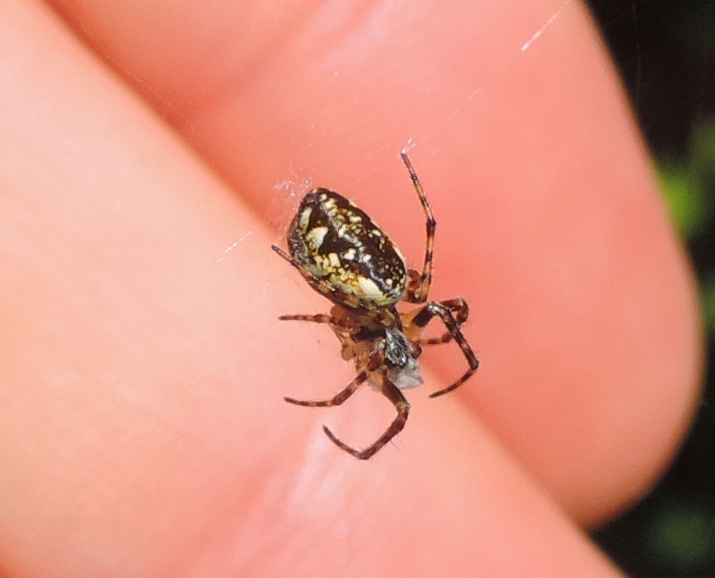 Linyphiidae? No. Araneidae: Cyclosa conica- Torino