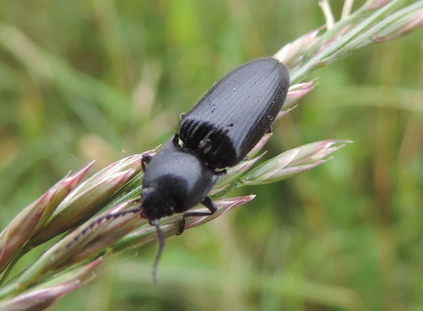 Elateride cfr. Hemicrepidius hirtus