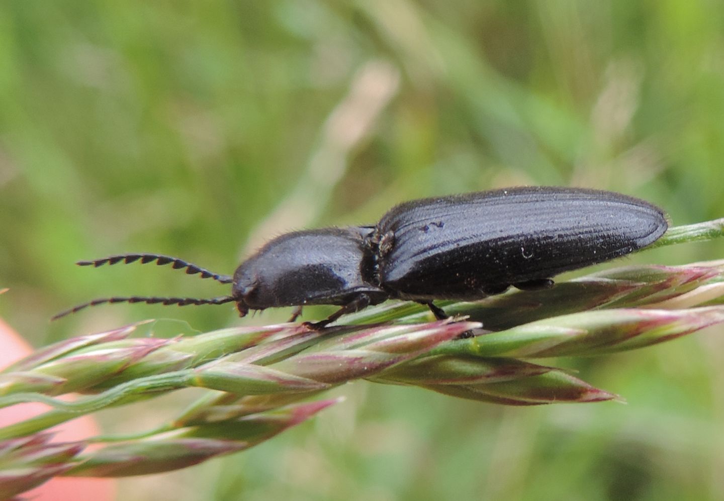 Elateride cfr. Hemicrepidius hirtus