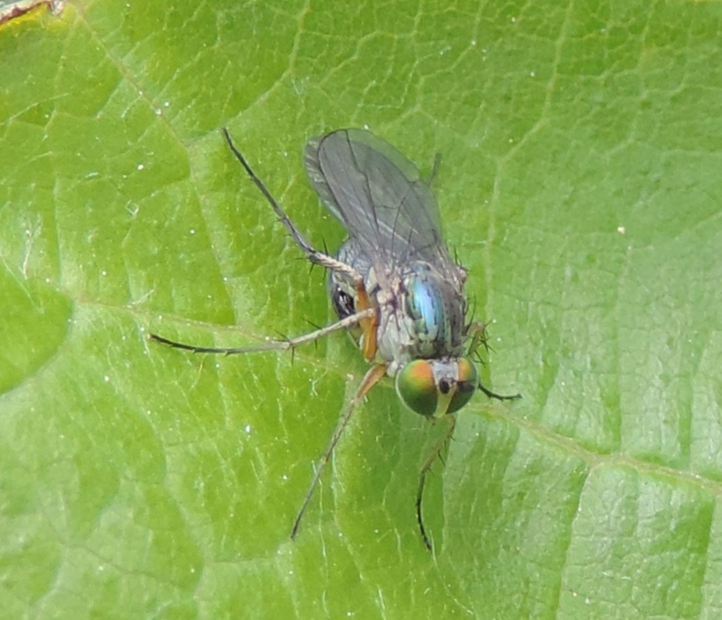 Dolichopus sp.,  maschio (Dolichopodidae)