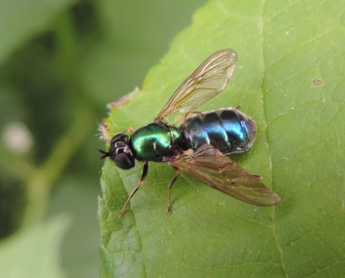 Chloromyia formosa,  femmina (Stratiomyidae)