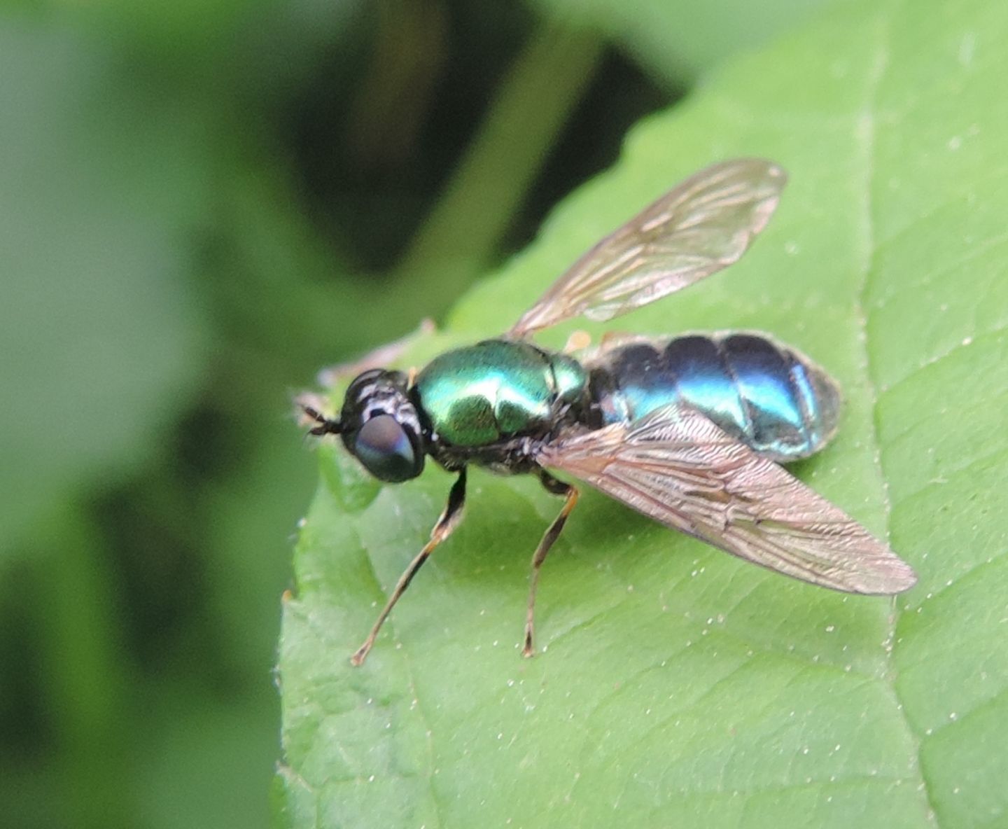 Chloromyia formosa,  femmina (Stratiomyidae)