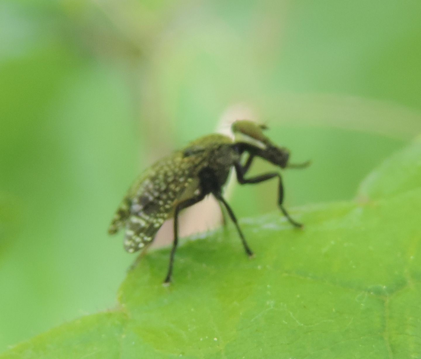 Platystoma sp.  (Platystomatidae)