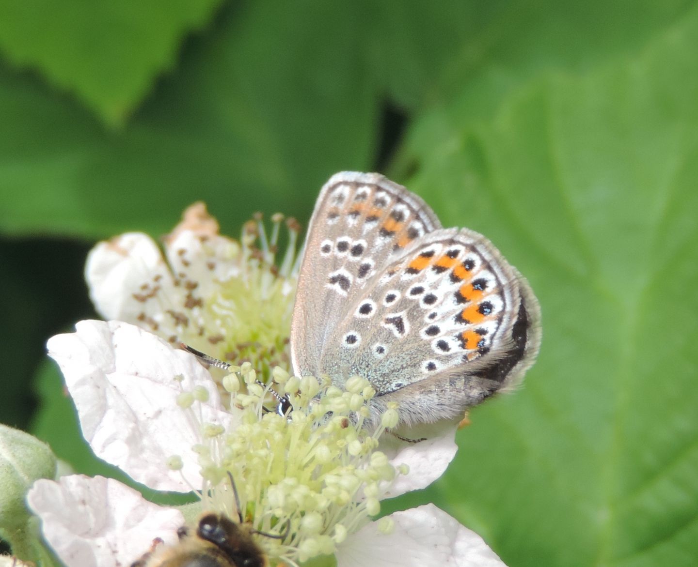 Licenide da identificare - Plebejus argus