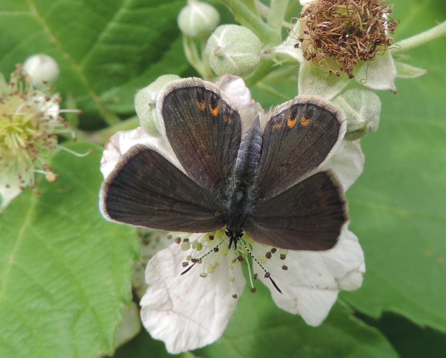 Licenide da identificare - Plebejus argus