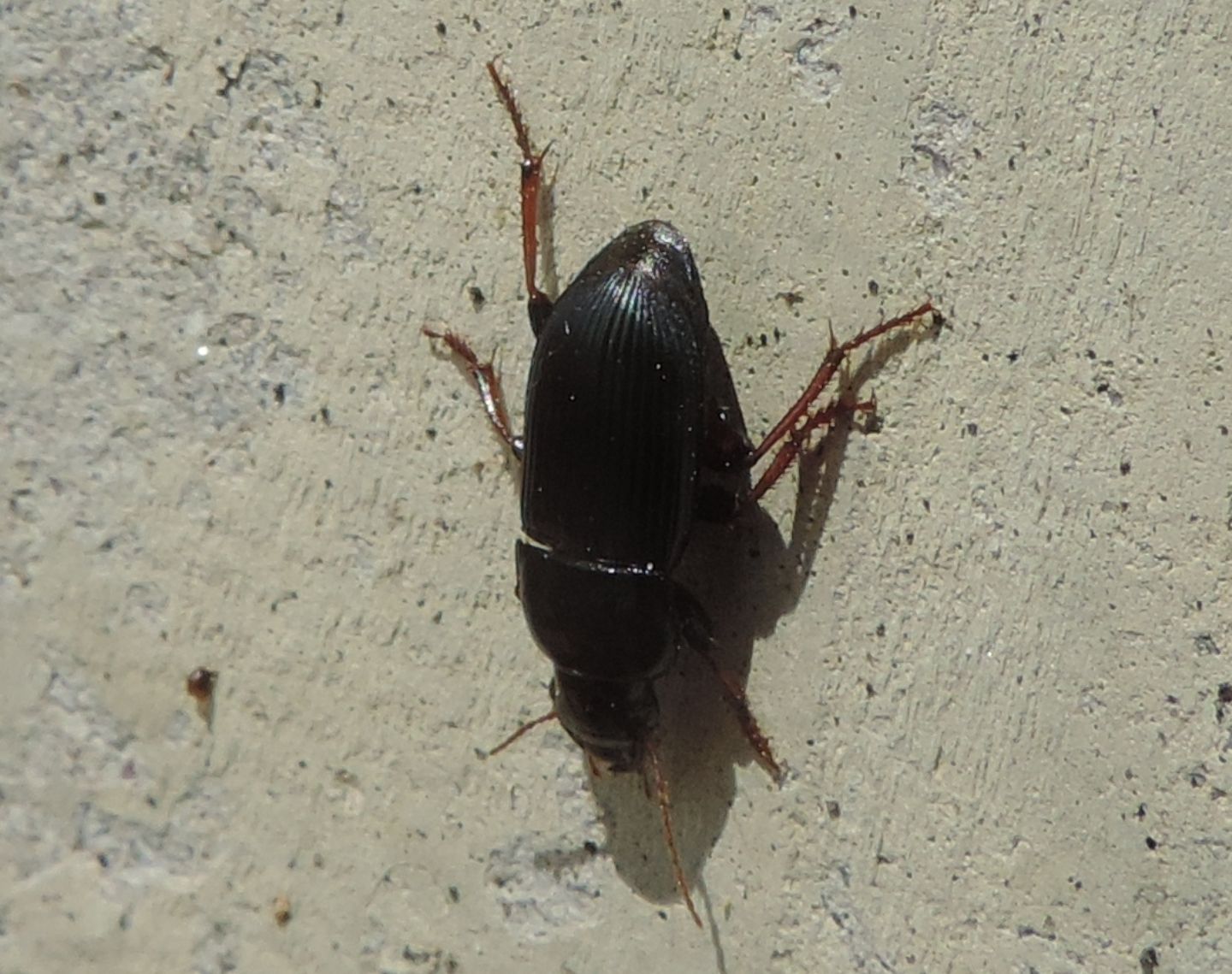 Harpalus dimidiatus - Carabidae