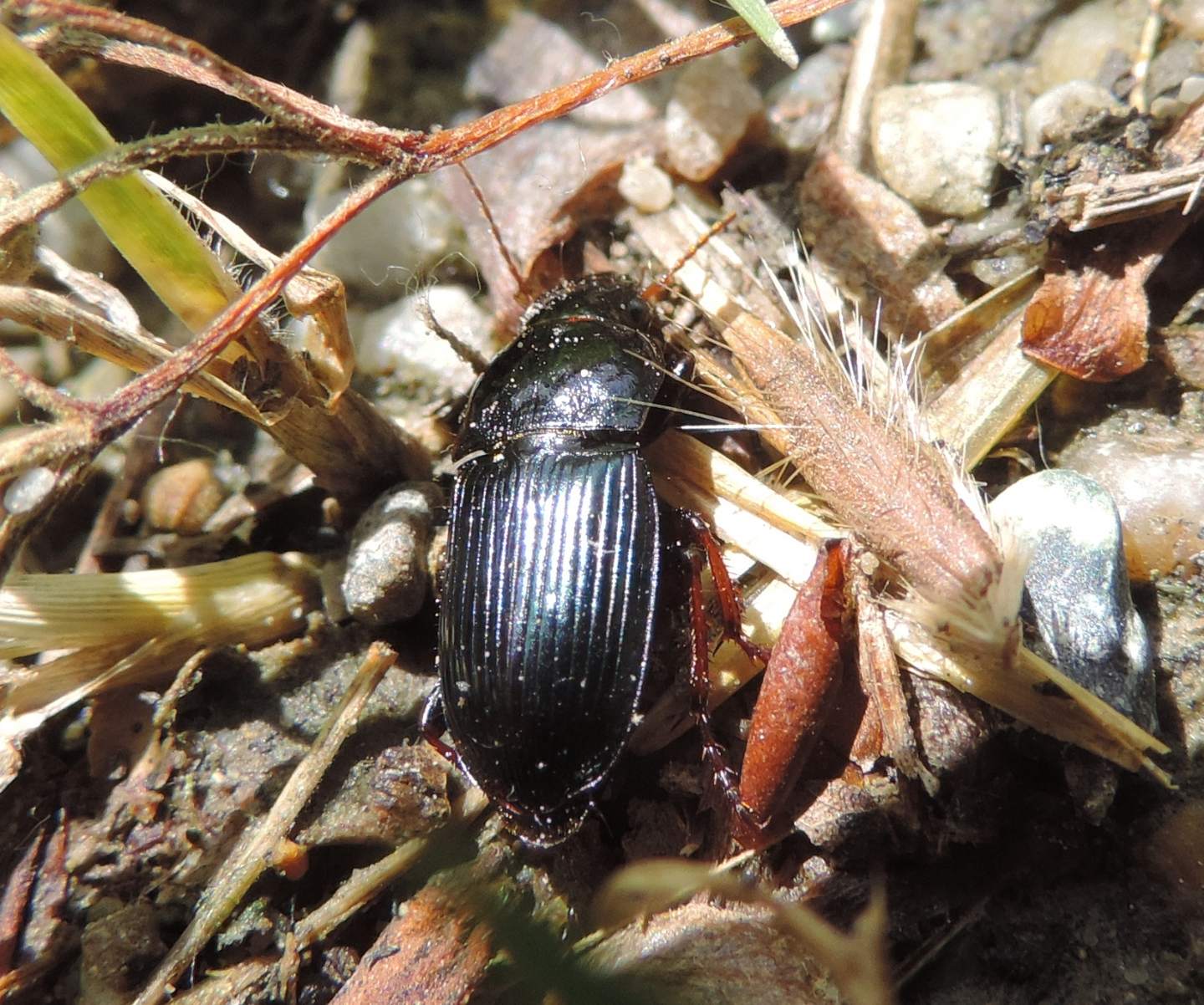 Harpalus dimidiatus - Carabidae