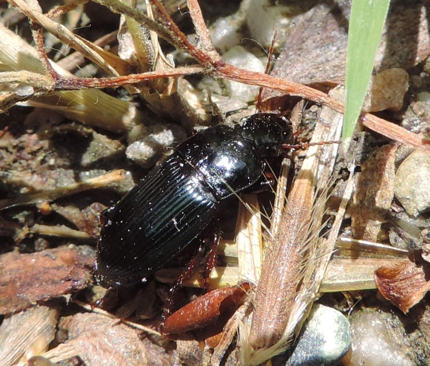 Harpalus dimidiatus - Carabidae