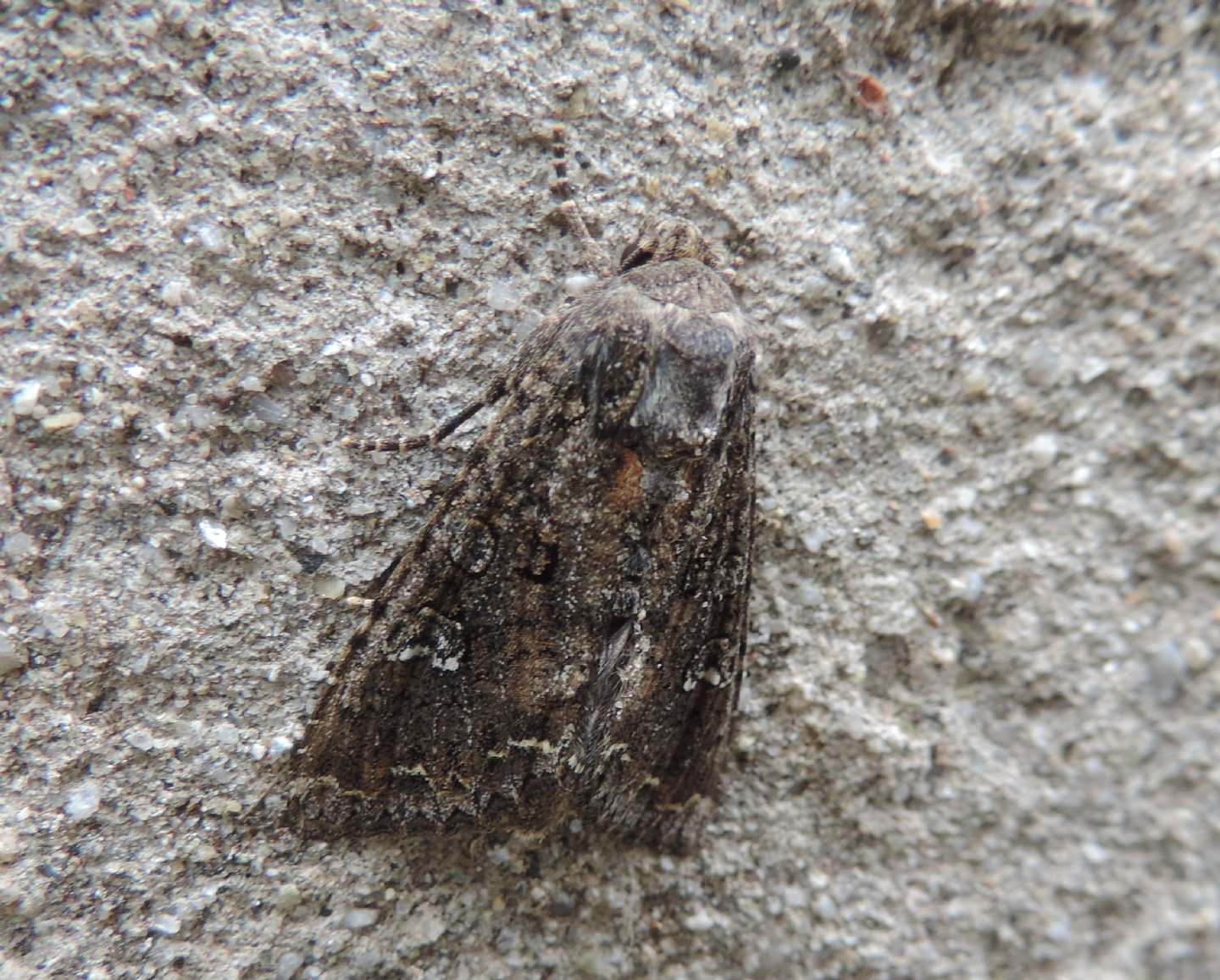 Falena da identificare - Mamestra brassicae