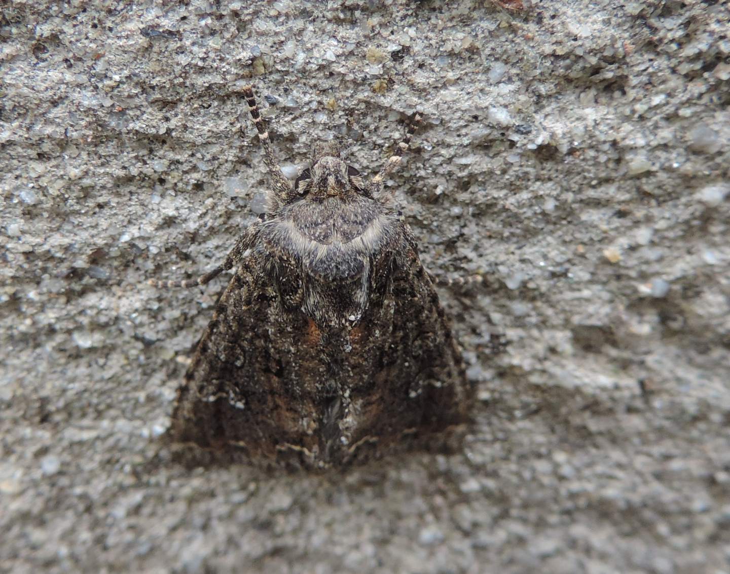 Falena da identificare - Mamestra brassicae