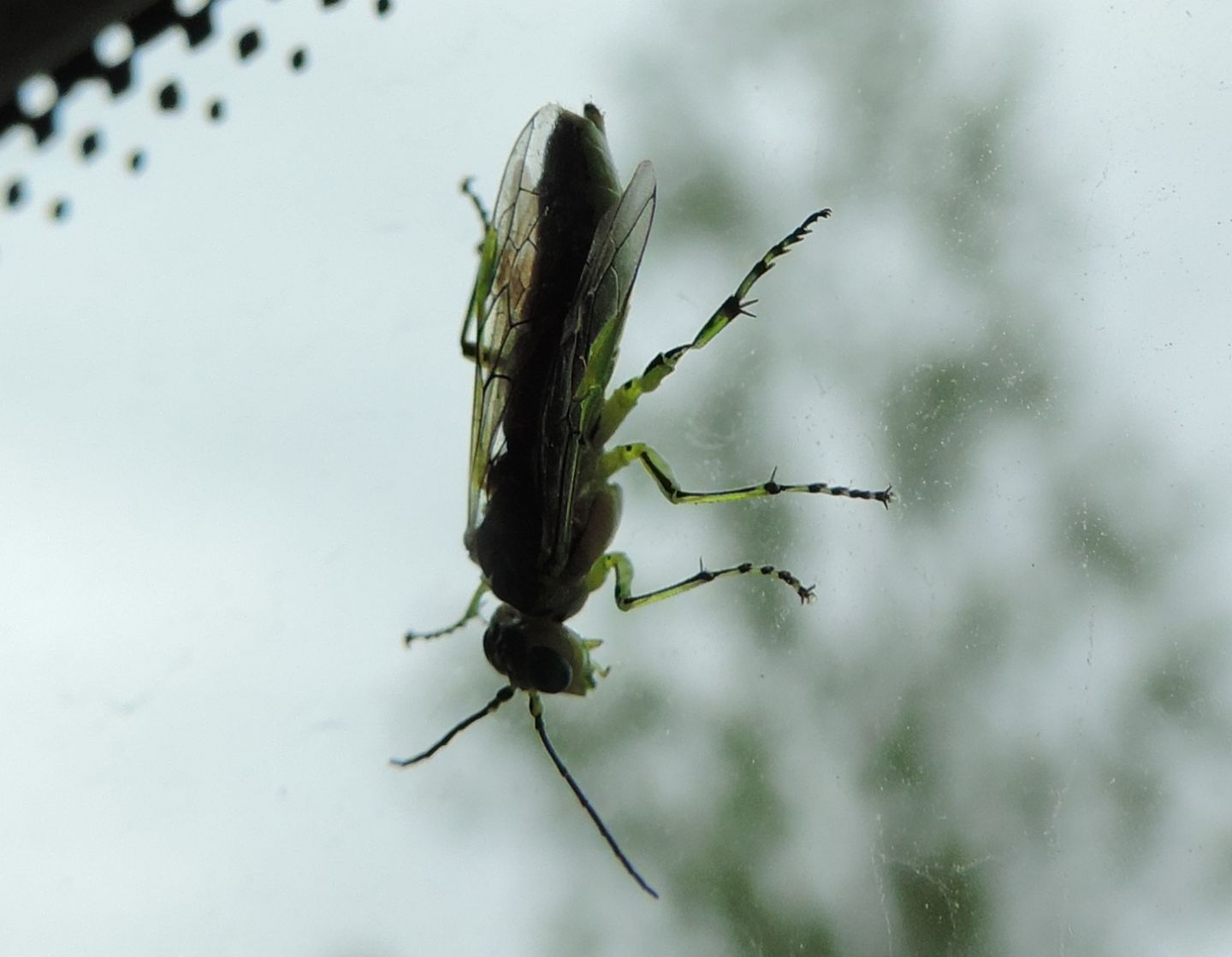 Imenottero estone verde, prob. Rhogogaster viridis