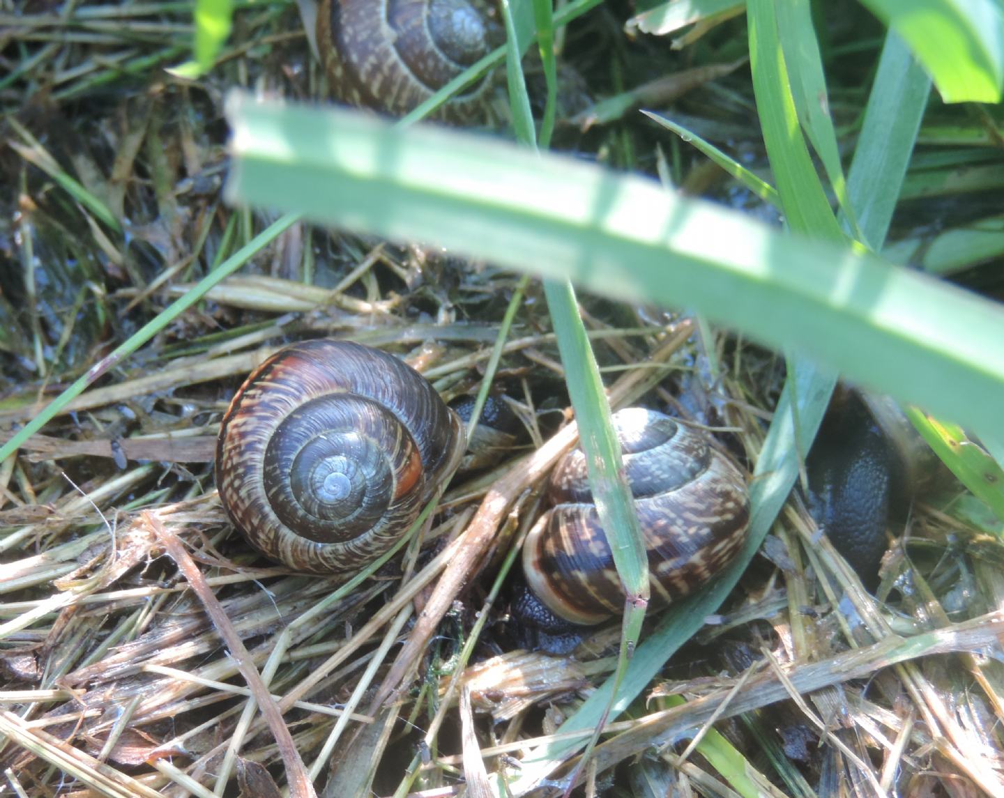 Chiocciola estone da identificare