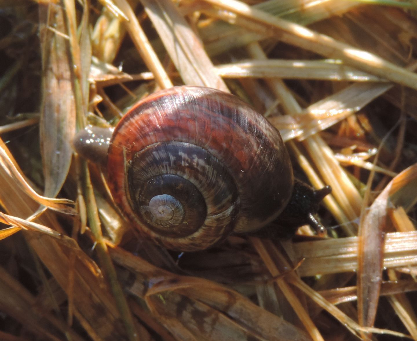 Chiocciola estone da identificare