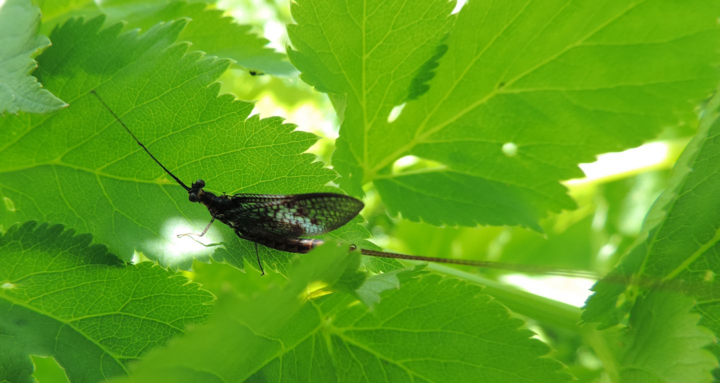 Ephemera vulgata dell''Estonia