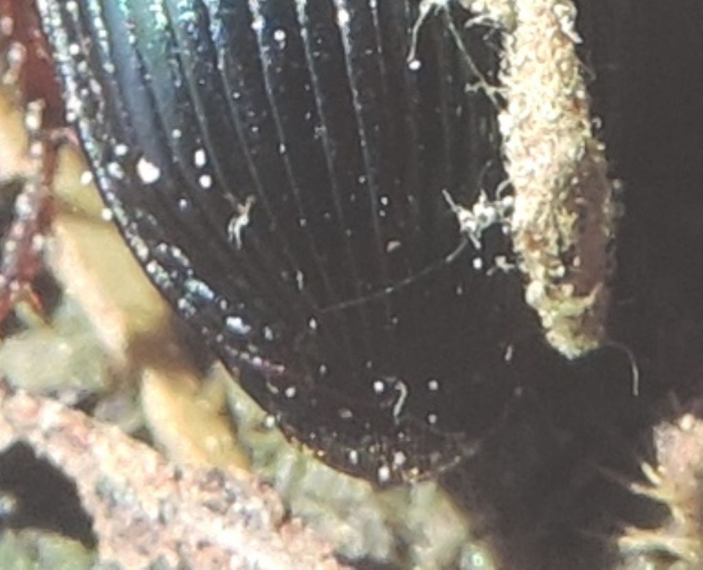 Harpalus dimidiatus - Carabidae