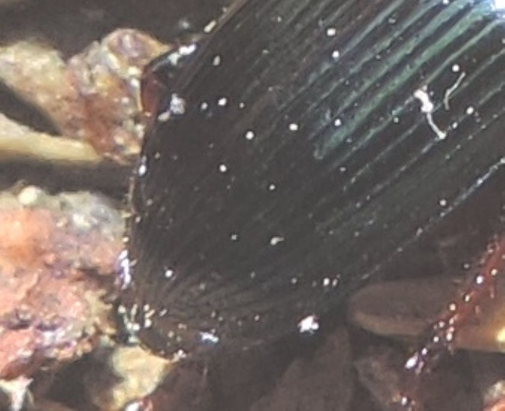 Harpalus dimidiatus - Carabidae