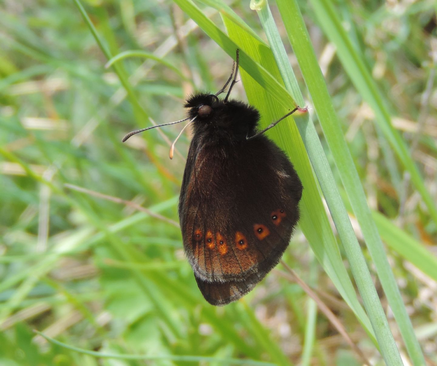 Quale Erebia? Erebia albergana