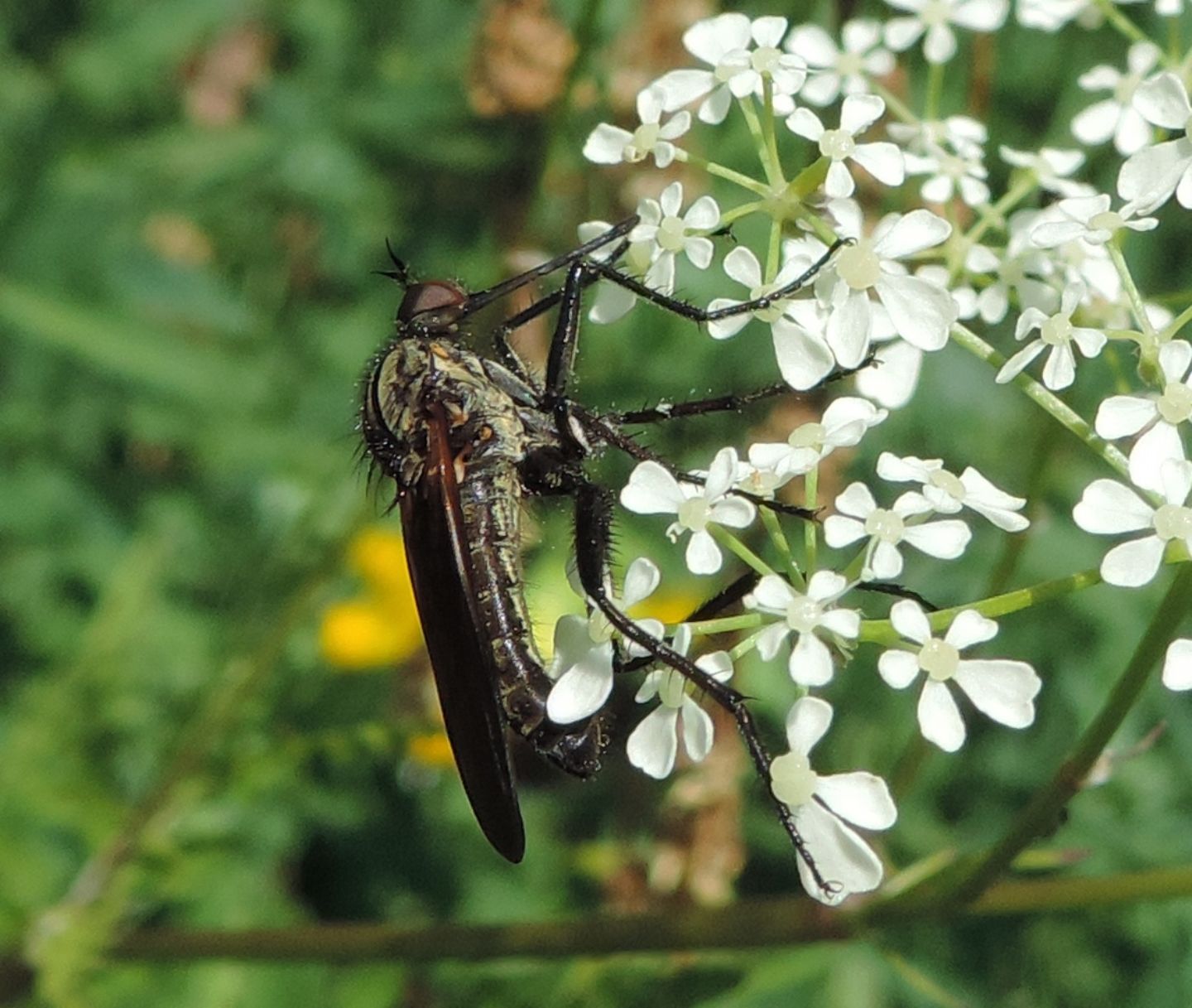 Empis sericans (Empididae)