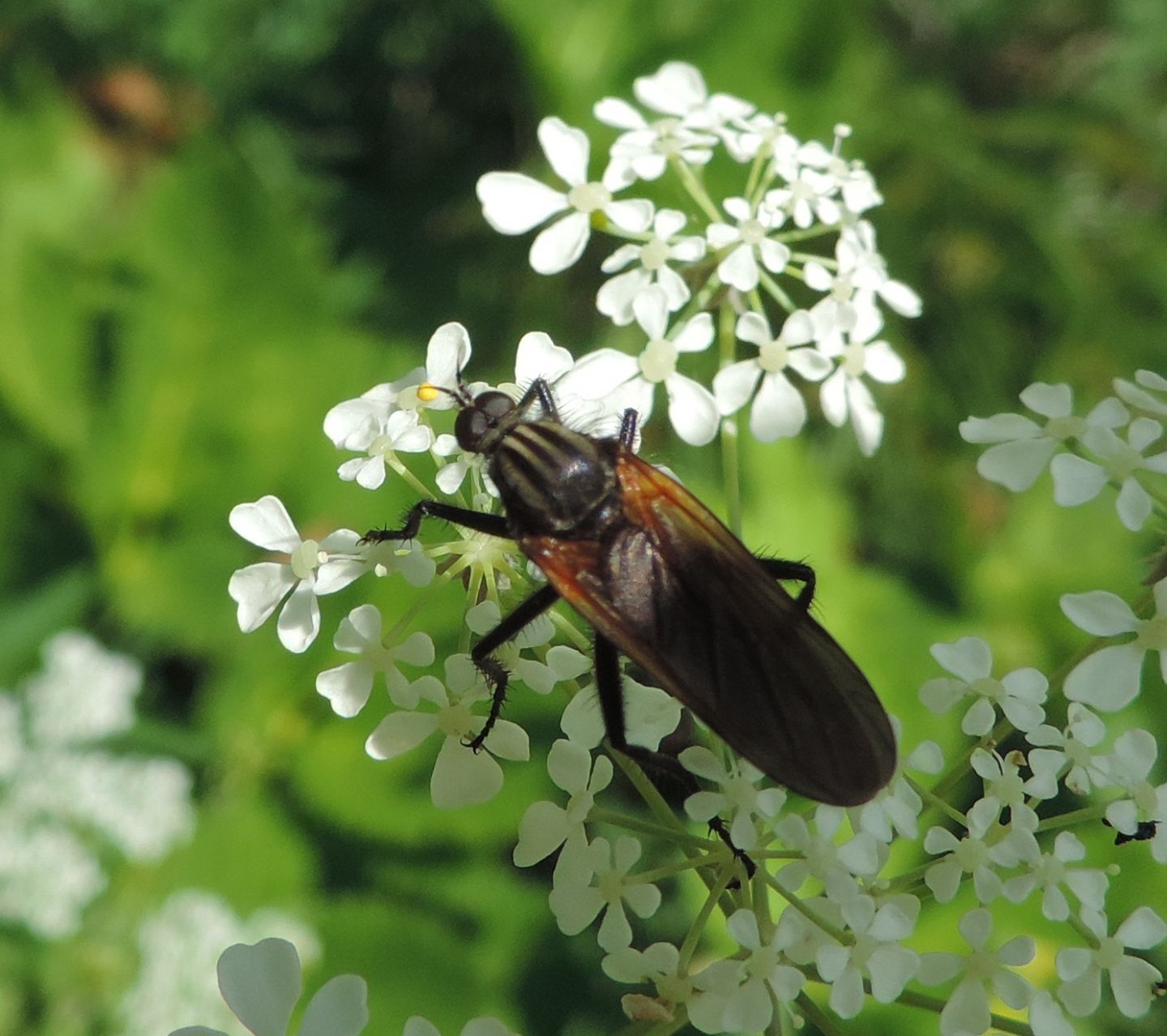 Empis sericans (Empididae)