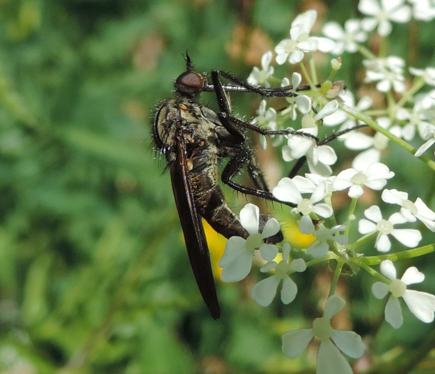 Empis sericans (Empididae)